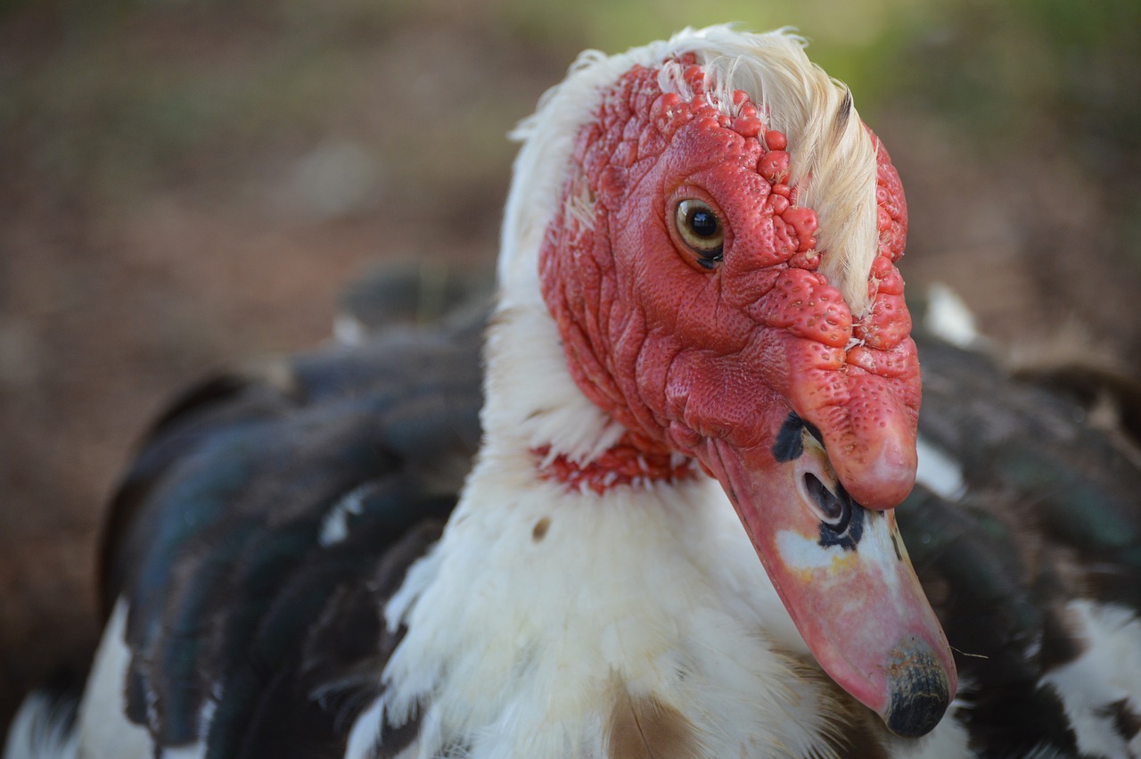 Muscovy ducks - ErinNudi.com