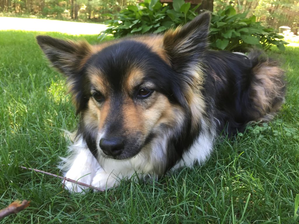 a brown, black, and white dog lying in the grass